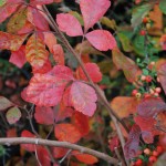 Rhus aromatica (Gro-low) Fragrant Sumac fall color